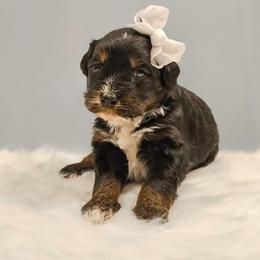 Arendale - Red female Bernedoodle puppy in Russell Springs, Kentucky from 270 Doodles