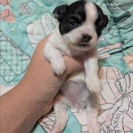 Diamond - Black and white female Chihuahua puppy in Amity, Pennsylvania from Baxters Chihuahuas