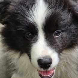 Camden Hazel - Black and white female Border Collie puppy in Shushan, New York from Camden Creek Farm