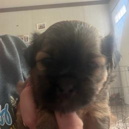 Chloe - Brown female Shichon puppy in Bushnell, Florida from Diamond Belle Puppies, LLC
