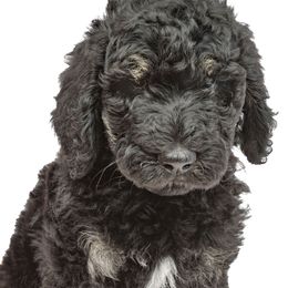 Poodle Puppies from DoodleHaven