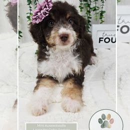 Lavender Collar Female - Red phantom female Aussiedoodle puppy in Grand Rapids, Michigan from The Kindred K9