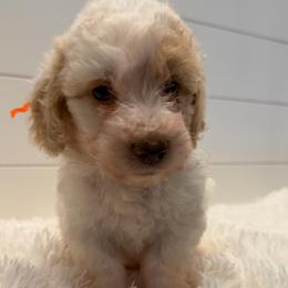 Orange Collar Boy - Parti male Goldendoodle puppy in San Augustine, Texas from Vintage Doodles