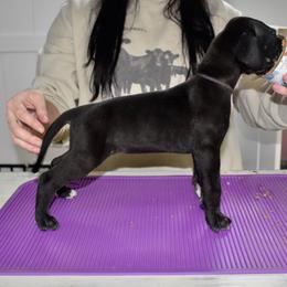 Rowan's Creek - Black and white female Great Dane puppy in Chapmansboro, Tennessee from Balthrop Bend Farms