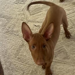Pharaoh Hounds from LaRee Drolet