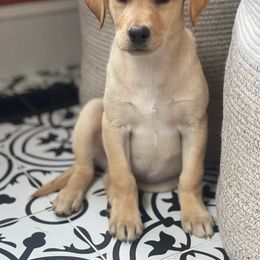 Labrador Retriever Puppies from Holyoke Kennel