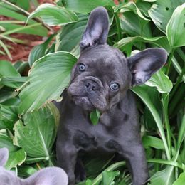 French Bulldog Puppies from Moss Frenchie's Home
