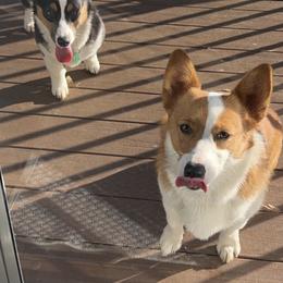 Pembroke Welsh Corgi Puppies from Chase Em All Corgis