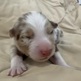 Boy 4 - male Australian Shepherd puppy in Sudbury, Massachusetts from Wild Atlantic  Aussies