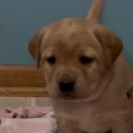 Connie - Yellow female Labrador Retriever puppy in Alcester, South Dakota from R-Team