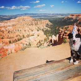 Miniature Australian Shepherd and Toy Australian Shepherd All Grown Up from 2Lazy2P Mini Aussies