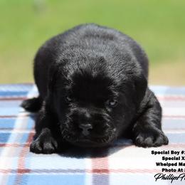 Speical Boy 1- Red Collar - Black male Labrador Retriever puppy in Point, Texas from Lakylu Kennels