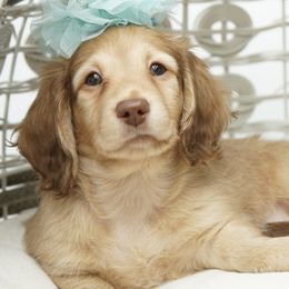 Dachshund Puppies from 30 Acre Woods Dachshunds