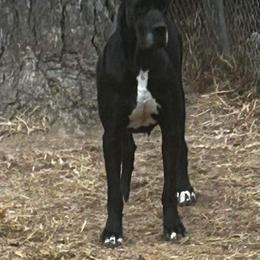 Great Dane Puppies from Sand Mountain Danes LLC