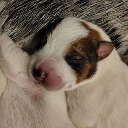 Bowie - Red speckled male Australian Cattle Dog puppy in Rogue River, Oregon from FullMoon Cattle Dogs