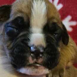 Boy 2 - Boxer puppy from Meredith's Boxer Puppies
