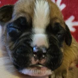 Boy 2 - Boxer puppy from Meredith's Boxer Puppies