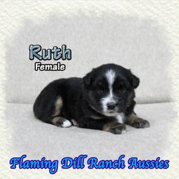 Ruth - Black tri female Miniature Australian Shepherd puppy in Forestburg, Texas from Flaming Dill Ranch Aussies