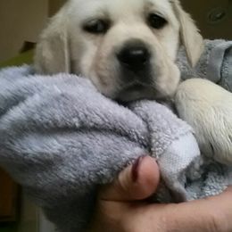 Labrador Retriever Puppies from Lake Wood Labrador's