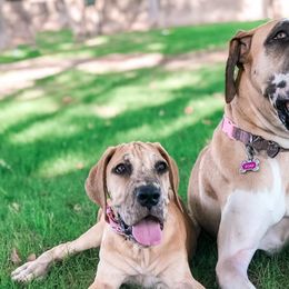 Great Danes from Odin Kennels