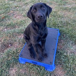 Lottie - Black female Labrador Retriever puppy in Newaygo, Michigan from Royal Oak Gundogs