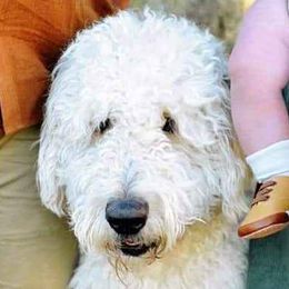 Assorted Doodle Crosses from Lucky Day Ranch Puppies