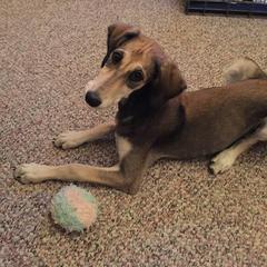 Saluki Puppies from Shasei