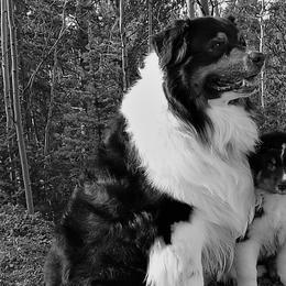 Australian Shepherds from Laughing Crow Aussies