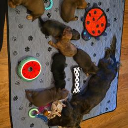 Dachshund Puppies from Tumbleweed Dachshunds
