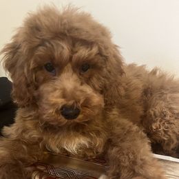 Charlie - Red  male Poodle puppy in Waukegan, Illinois from LaPoodles