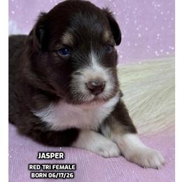 Jasper - Red tri-color female Australian Shepherd puppy in Bethany, Connecticut from Wynter Thyme Manor Australian shepherds