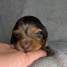 Gretel - Dapple female Dachshund puppy in Stamford, Texas from West Texas Miniature Dachshunds