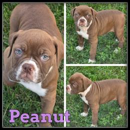 Peanut - Red and white female Olde English Bulldogge puppy in Merrill, Michigan from Haase Family Kennels