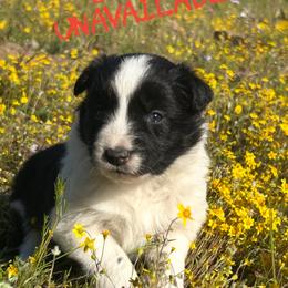Sharon - Black female Border Collie puppy in Sanger, California from Flying M Cactus Ranch Buddies