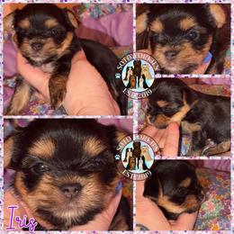 Iris - Black and tan female Yorkshire Terrier puppy in London, Kentucky from Soto Yorkies
