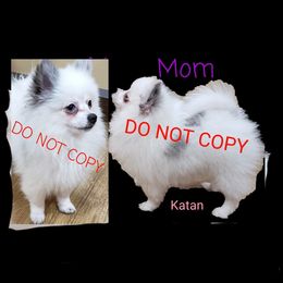 Katan - Pomeranian