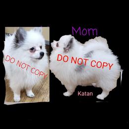 Katan - Pomeranian