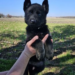 Green - Bi-color German Shepherd puppy in Linton, Indiana from Aydt's Shepherds and Training LLC