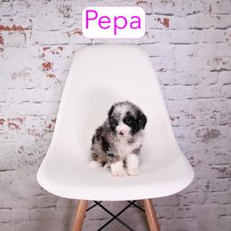 Pepa - female Aussiedoodle puppy in Calhoun, Georgia from Happy Top Doodles