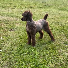 Jade - Poodle