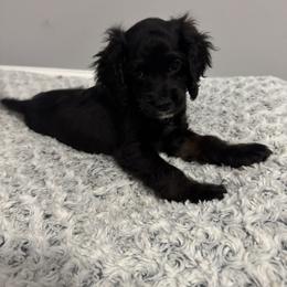 Female 2 - Black female Cockapoo puppy in Dahlonega, Georgia from Loveable Cockapoos