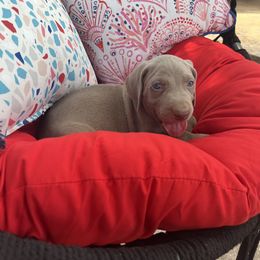 Boy 2 - Weimaraner puppy in Lone Camp, Texas from Bullard’s Weimaraners