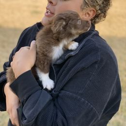Toy Australian Shepherd Puppies from Roses Halfpint Ranch