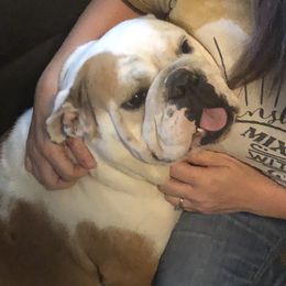 Nova - Bulldog