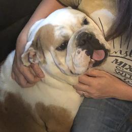 Nova - Bulldog