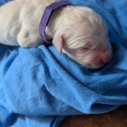 Purple Girl - Light golden female Golden Retriever puppy in Peoria, Arizona from Nordic Woof's Golden Retrievers