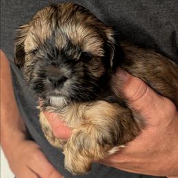 Nina - Gold female Morkie puppy in Dighton, Massachusetts from Massachusetts Morkies