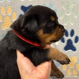 Boy 1 - Black and mahogany male Rottweiler puppy in Newfoundland, Pennsylvania from Poconopaws