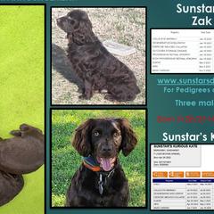 Boykin Spaniels from Sunstar Kennel
