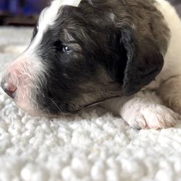 Legend - Parti male Poodle puppy in Denton, Maryland from Cajun Girl Kennels